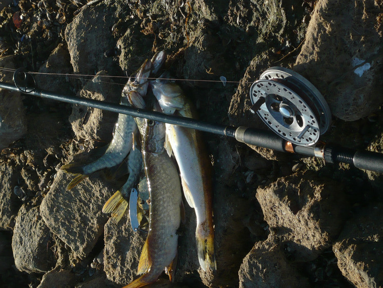 Изображение Рыболовные вести из Калуги