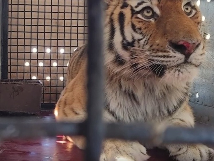 Изображение Поселившемуся в Московском зоопарке амурскому тигру выбрали имя
