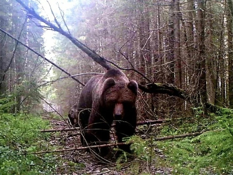 Изображение Идешь на медведя в Ленобласти — готовь приманку