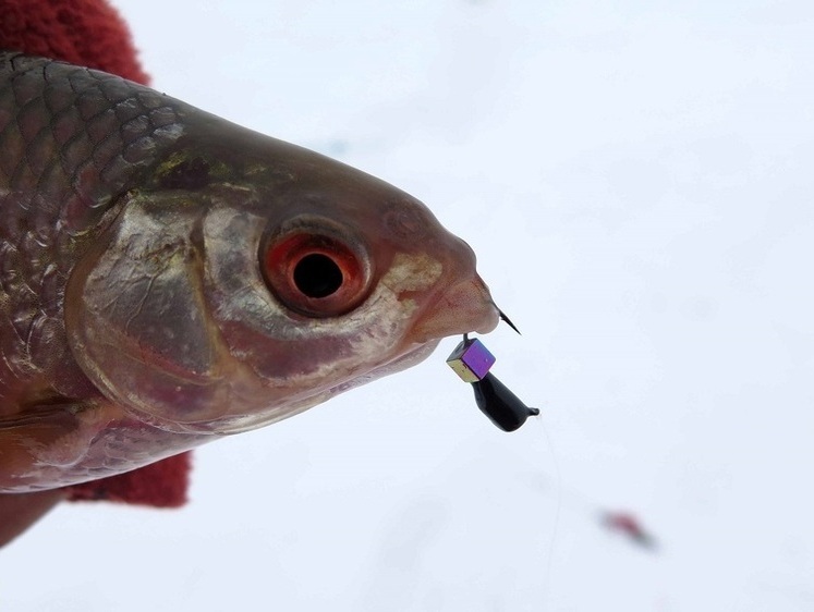 Изображение На рыбалку за красным глазом