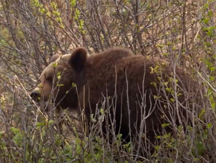 Изображение В Магаданской области открылся сезон охоты на бурого медведя