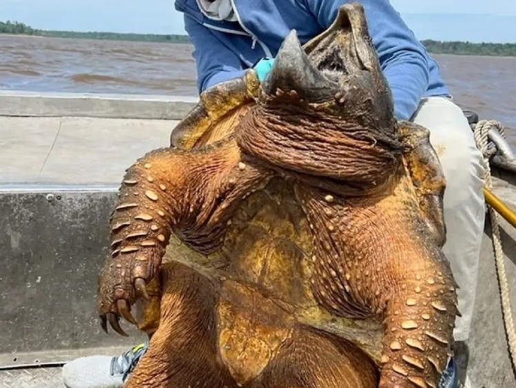 Изображение Охота или рыбалка: в США выудили жуткого вида черепаху
