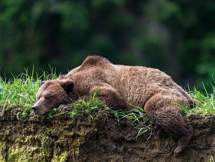 Изображение Трихинеллез проснулся: на Сахалине выявлен второй медведь с инфекцией