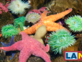 starfish and sea anemone of various colors