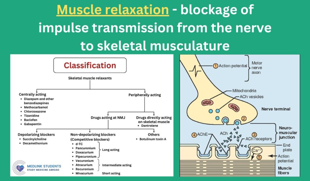 Muscle Relaxation_-_blockage_of_impulse_transmission_from_the_nerve_to_skeletal_musculature