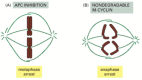 Figure 17-25. Two experiments that demonstrate the requirement for protein degradation to exit from mitosis.