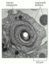 Figure 25-24. Uptake of Legionella pneumophila by a human mononuclear phagocyte.