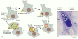 Figure 25-26. The life cycle of the intracellular parasite Toxoplasma gondii.