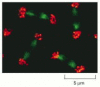 Figure 25-36. Fluorescence micrograph of Wolbachia (red) associated with the microtubules (green) of mitotic spindles in a Drosophila embryo.