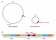 Figure 25-6. Genetic organization of Vibrio cholerae.