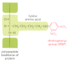 Figure 24-9. The dinitrophenyl (DNP) group.