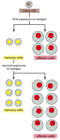Figure 24-11. A model for the cellular basis of immunological memory.