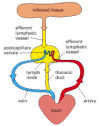 Figure 24-14. The path followed by lymphocytes as they continuously circulate between the lymph and blood.