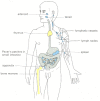 Figure 24-3. Human lymphoid organs.