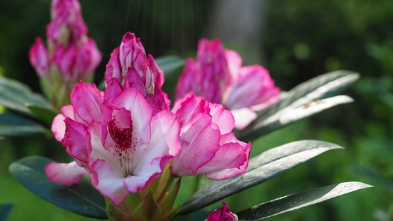 Pinkrosafarbene Blüten an einem Rhododendron-Busch. © NDR Foto: Anja Deuble