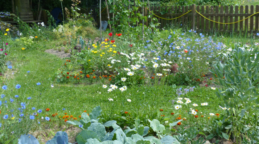 Blick in einen Garten in dem Gemüsepflanzen wie Kohl und Bohnen sowie blühende Blumen zu sehen sind.