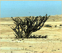 image of frankincense tree