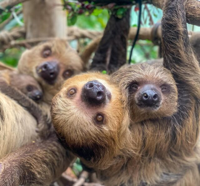 Happy Mother’s Day to all of the incredible moms and mother figures in our lives! 💝 We’re celebrating all of the amazing moms out there, human and animal alike. 

Our baby sloths Jeffrey and Nicko are hanging and snuggling with their mommas today! 🤗