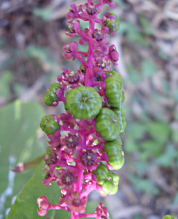 Common Pokeberry, Pokeweed 