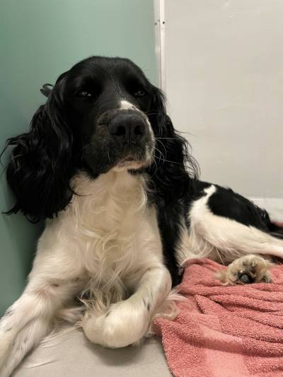 SUPPLIED
                                Ripp, a springer spaniel, was one of 10 animals dumped at the Humane Society over the weekend.