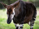 Okapi Wildlife Reserve, Democratic Republic of Congo
