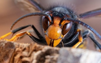 Asian hornets are smaller than UK hornets but eat honeybees