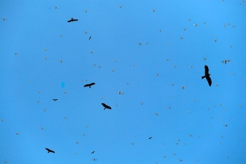 Locusts fly over sky in the Pakistan's port city of Karachi