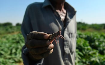 A farmer holds a locust in a field in Karachi, Pakistan
