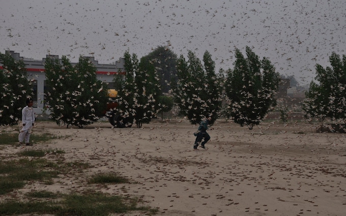 Pakistani children try to avoid locusts swarming in Rahimyar Khan, Pakistan