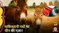 China Needs Donkeys from Pakistan, china wuhan