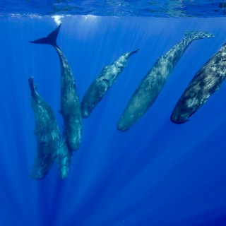 Scientists recorded more than 9,000 “codas”, short clicks the sperm whales use to communicate with one another