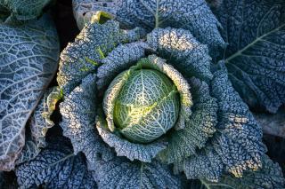 Q15: Which cabbage variety is this?