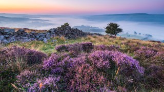 Heather in full bloom close-up and an old stone wall leading into this magical scene with a Hawthorne tree at dawn. The valleys below are covered in a layer of mist and fog with the sleepy village of Bamford. Peak District, England.