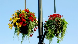Chatteris in Bloom volunteers have been accused of reckless behaviour by the council over hanging baskets