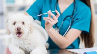 There have been growing concerns that pet owners may be overpaying for medicines