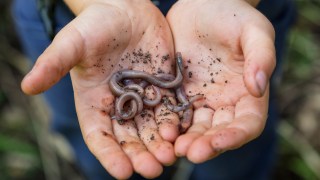 Earthworm populations could be declining by up to 2.1 per cent per year