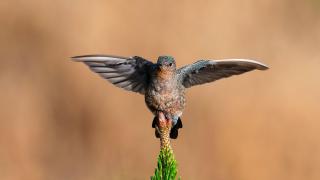To reach their summer feeding grounds, the giant hummingbird climbs to altitudes with half the oxygen they had at sea level