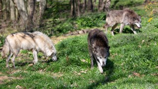 Tarraq, Unnuaq and Ullaaq, the three Mackenzie River wolves at Wow Safari Thoiry, were returned to their enclosure later the same day