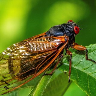 The historic emergence of two separate cicada broods is occurring in tandem with a growing interest in eating insects