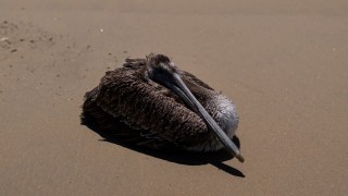 Wildlife experts are not certain about what is causing the poor condition of animals such as this sickly pelican at Newport Beach