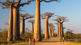 E6XNJN Baobabs near Morondava, Adansonia grandidieri, Madagascar