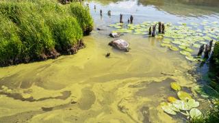 Toxic cyanobacteria in Windermere after sewage was dumped there. United Utilities has refused to disclose data on the timings and locations of discharges