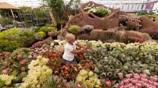 Proteas, grown in the Cape region and flown in specially, take their place on the Flora of South Africa stand at the RHS Chelsea Flower Show, which opens next Monday