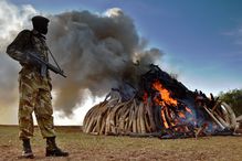 A Kenya Wildlife Services (KWS) officer stands near a burning pile of 15 tonnes of elephant ivory
