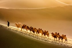 Man traveling through desert with camels.