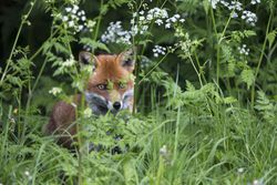 The Fuchs surname means &quot;fox,&quot; often used to describe someone who had red hair or was foxy.