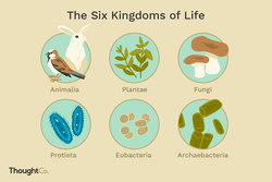 The biological kingdoms of animalia, plantae, fungi, protista, eubacteria, and archaebacteria