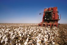 Cotton Harvest by cotton picker machine