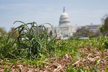 US capitol building with grass plant in the foreground symbolizing grassroot political movements.