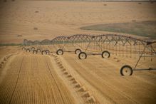 Pivot irrigation system sits in wheat field